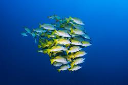 Palau Scuba Diving Holiday. Blue Striped Snapper shoal.